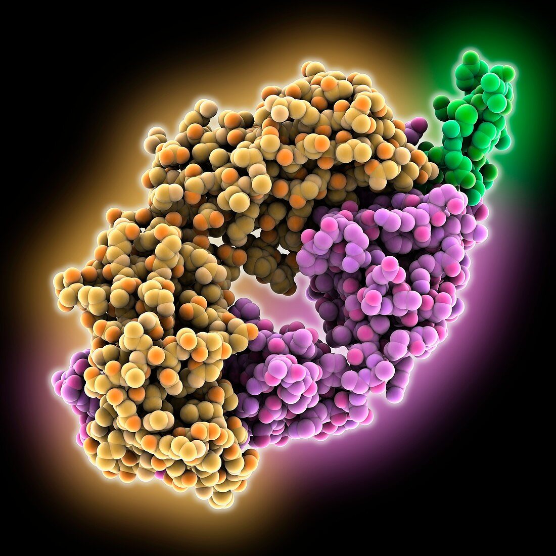 Rituximab antibody complex, molecular model