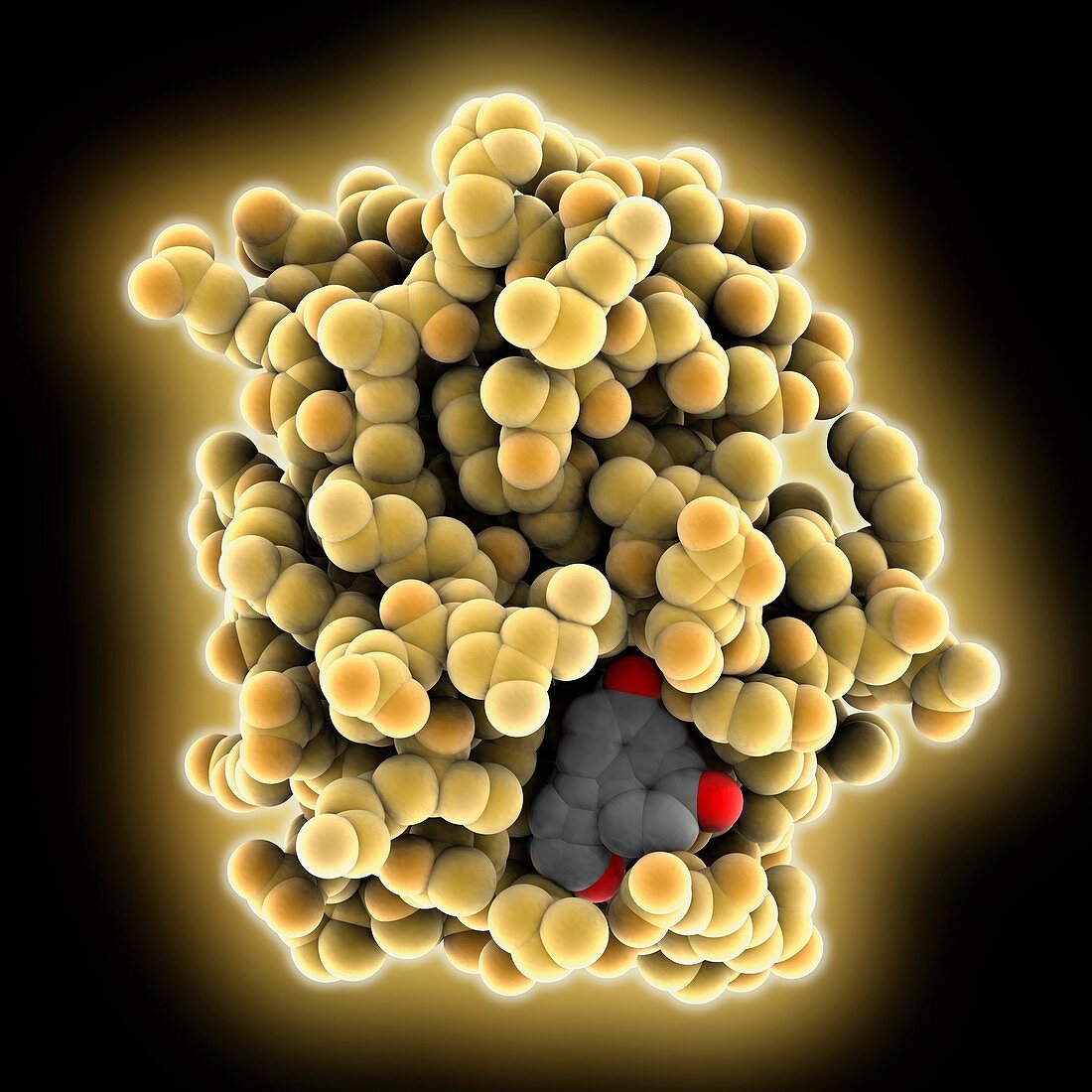 Photoactive yellow protein, molecular model