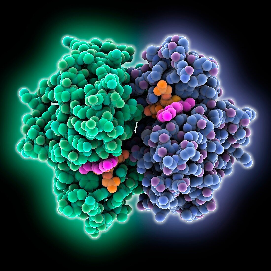 Glutathione transferase complex, molecular model