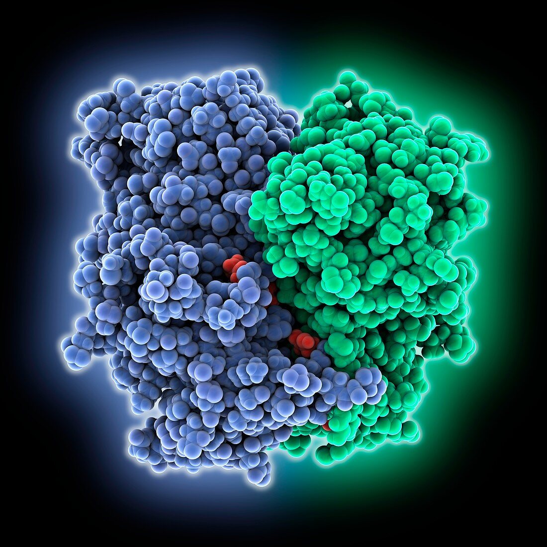 Norwalk virus capsid protein, molecular model