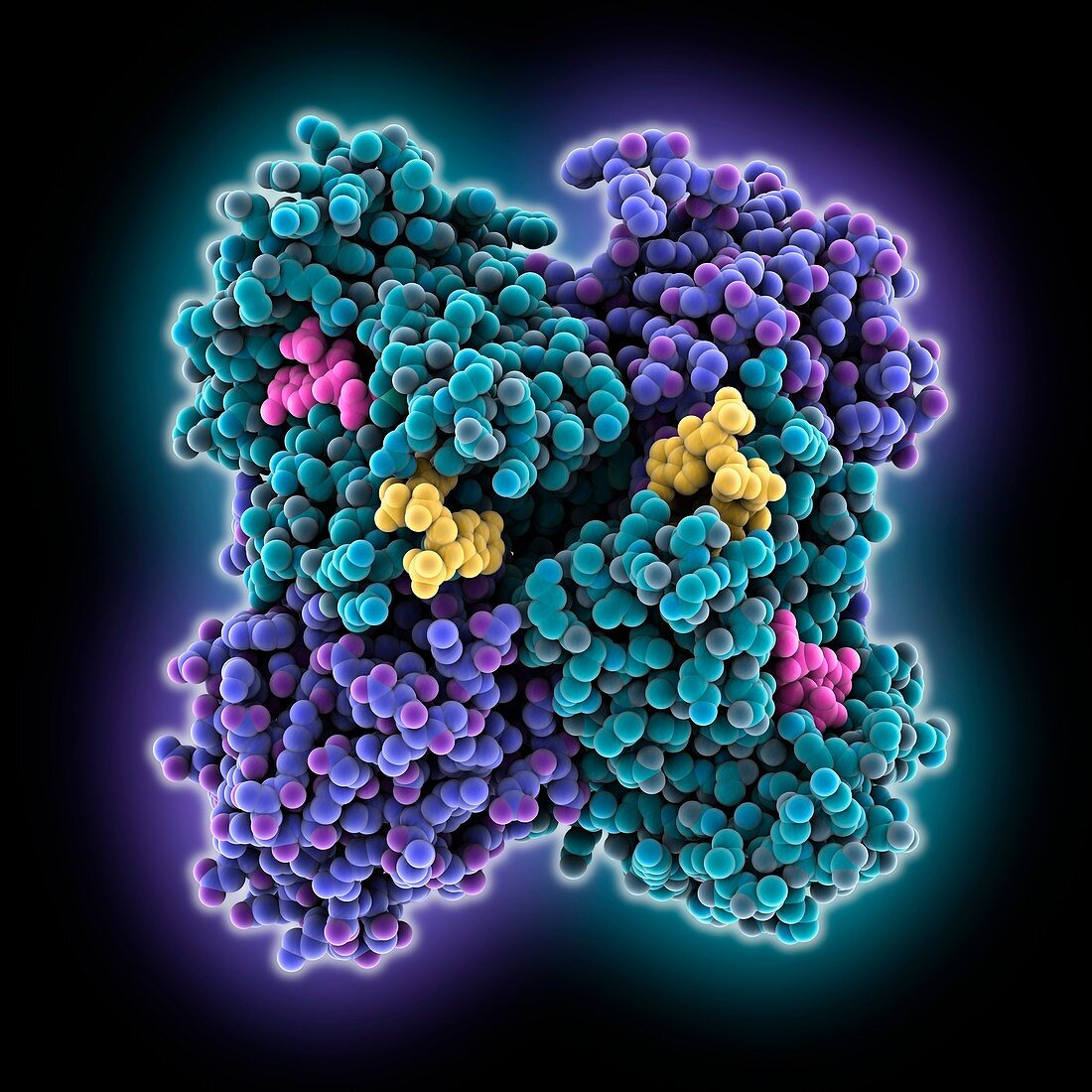 PhaB reductase complex, molecular model