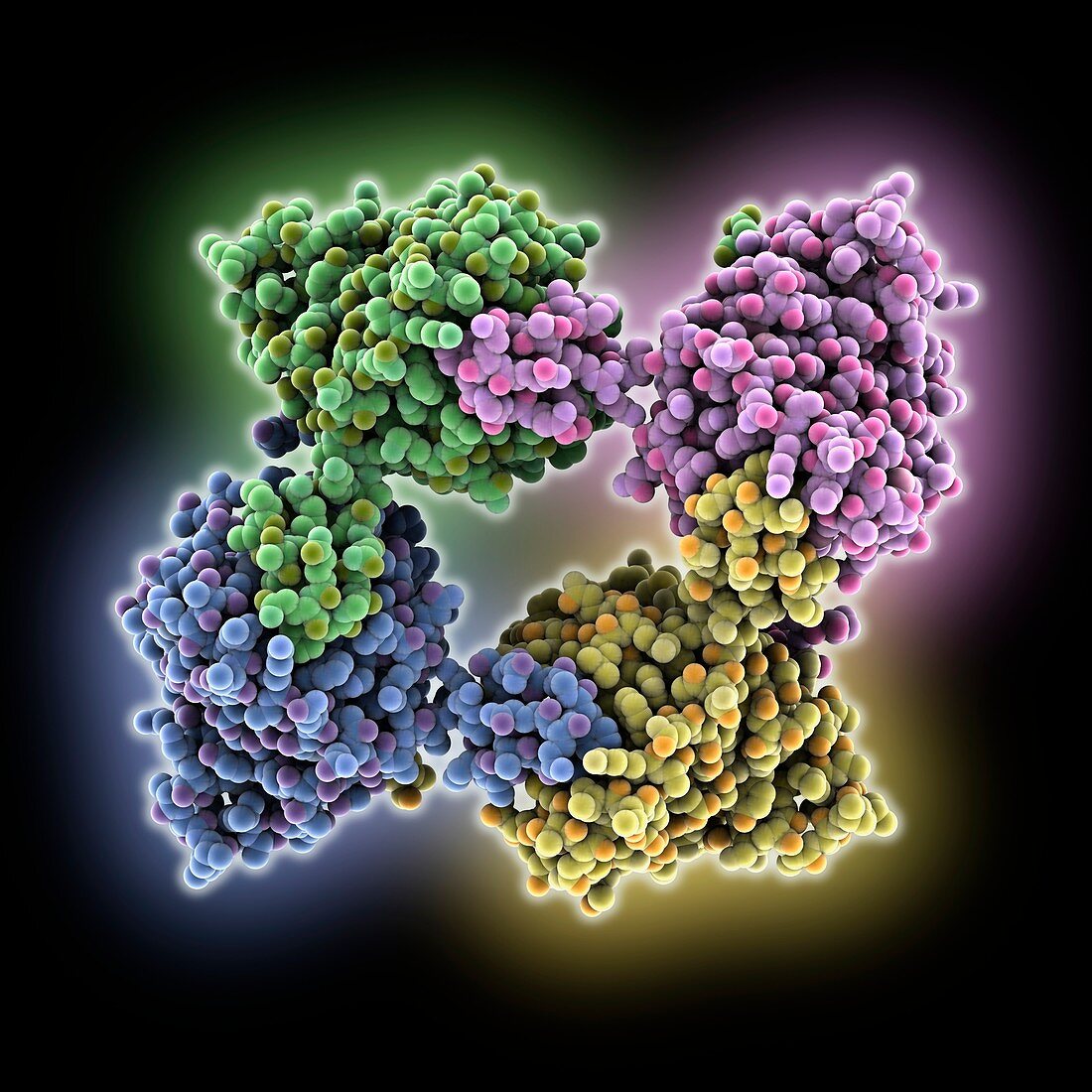 Schmallenberg virus nucleocapsid, molecular model