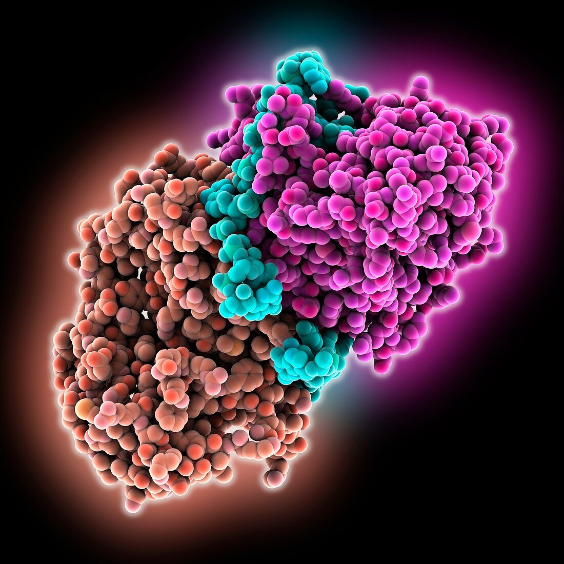 Endonuclease processing CRISPR RNA, molecular model