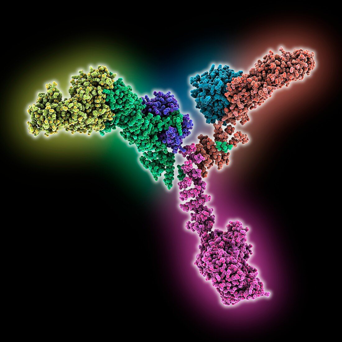 Yeast coat nucleoporin complex, molecular model