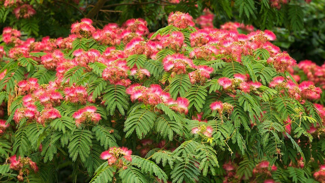 Persian silk tree flowers