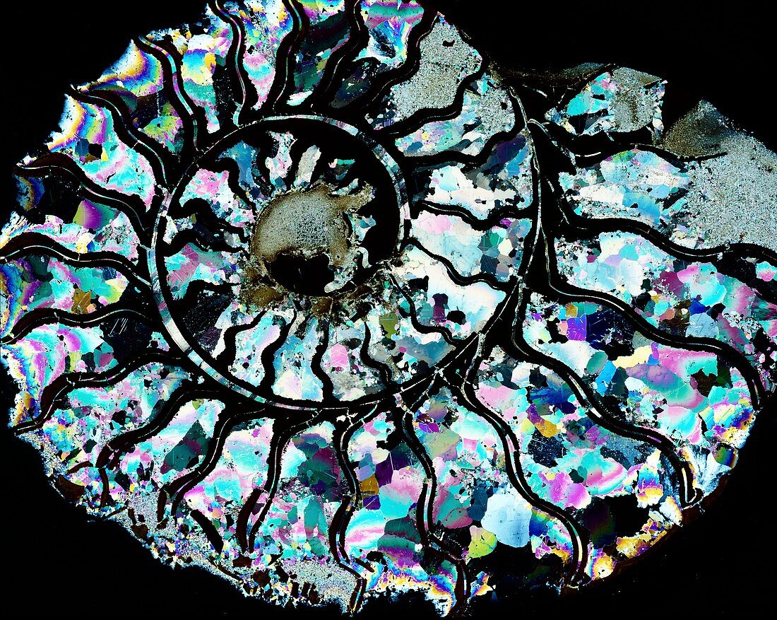 Thin section micrograph, Ammonite fossil