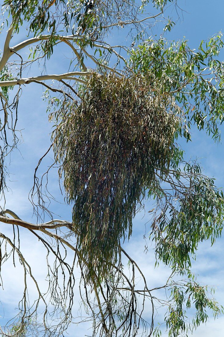 Drooping mistletoe (Amyema pendula)