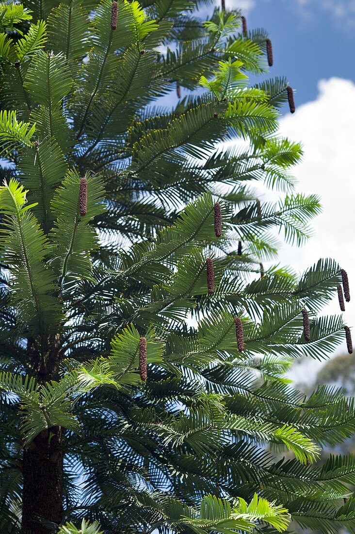 Wollemi pine (Wollemia nobilis)