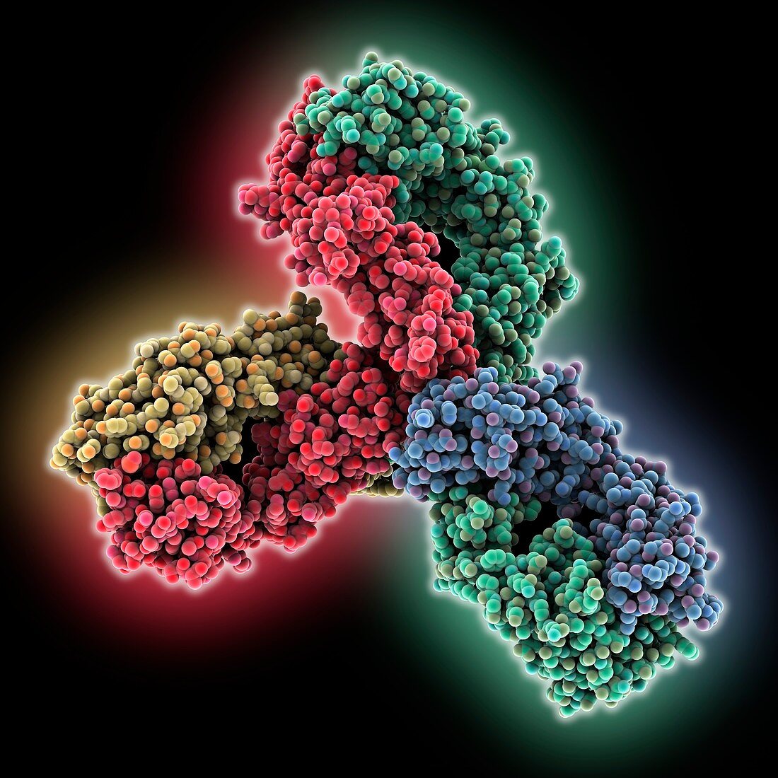Pembrolizumab antibody, molecular model