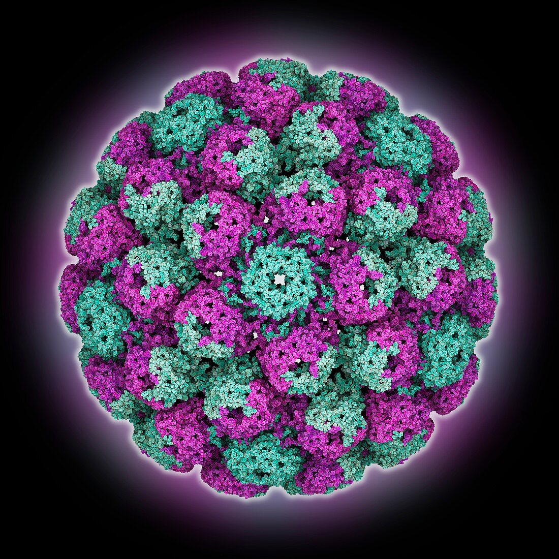 BK polyoma virus capsid, molecular model