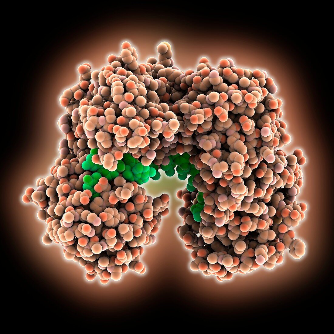 Argonaute protein with guide DNA, molecular model