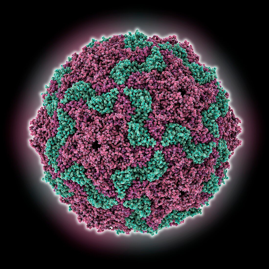 Human Aichi virus capsid, molecular model