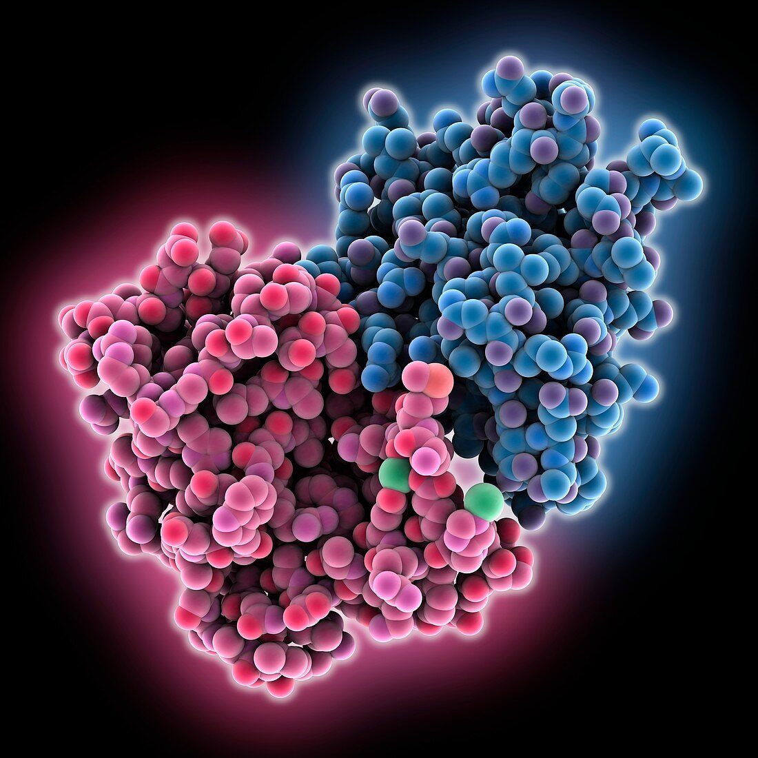 Anti-CRISPR protein AcrF3, molecular model