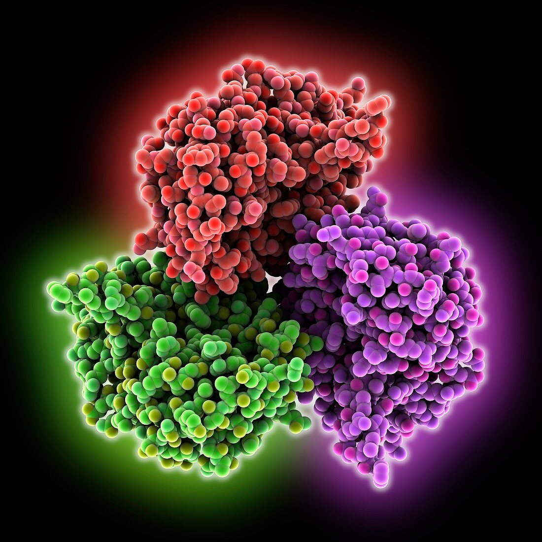 HtrA2 mitochondrial protease, molecular model