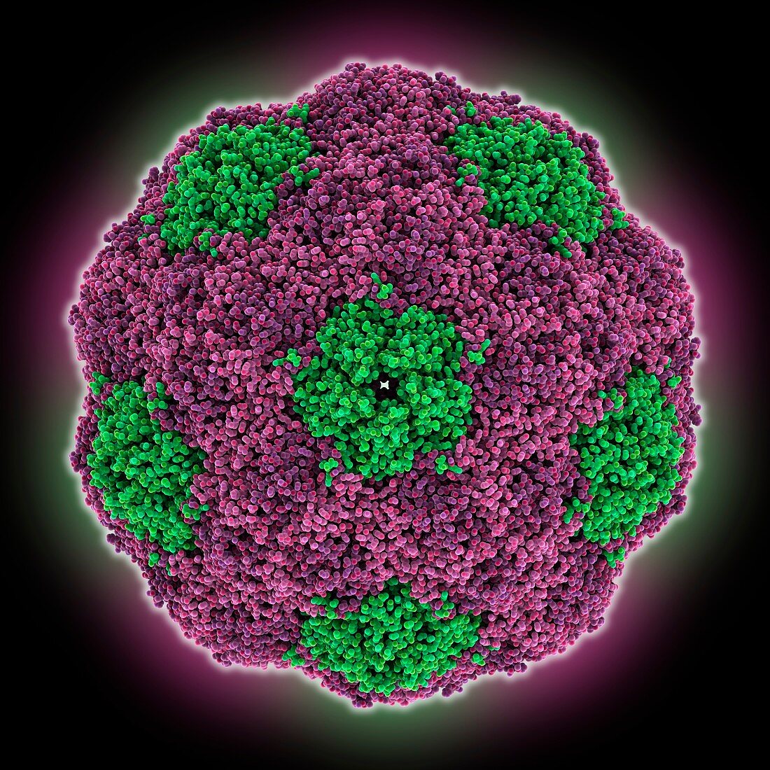 Human parechovirus 1 capsid, molecular model