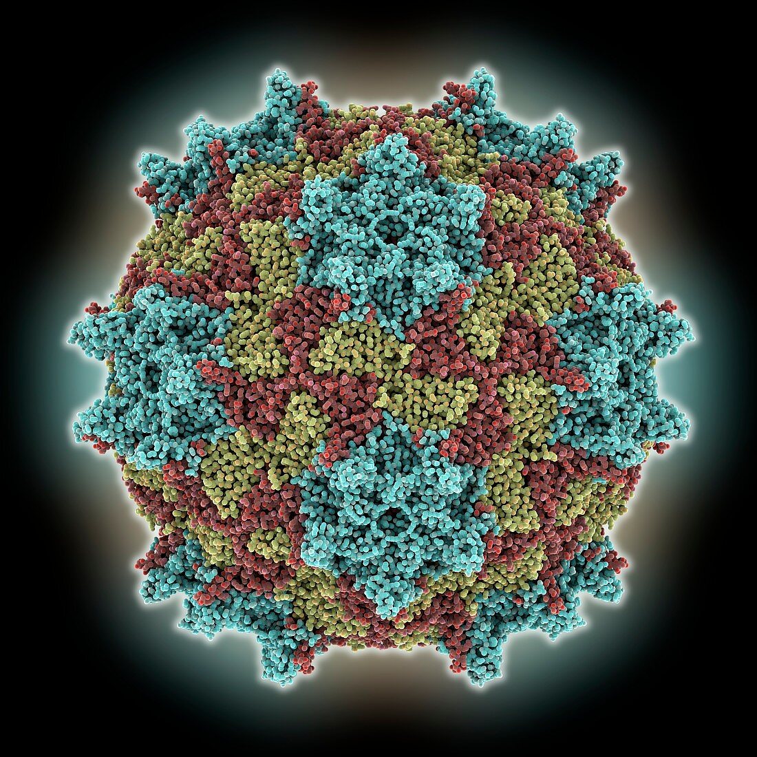 Black queen cell virus capsid, molecular model