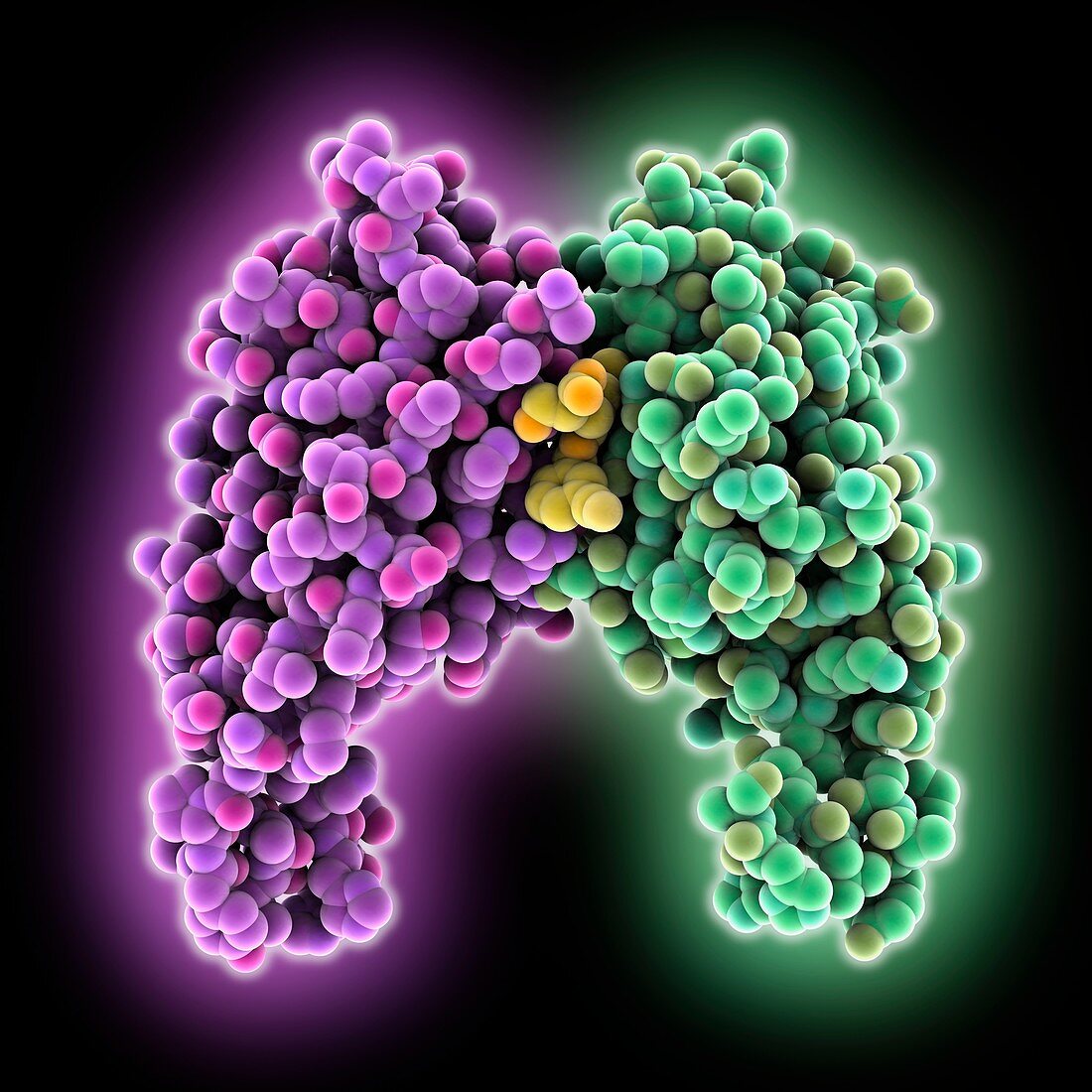 Programmed cell death ligand, molecular model