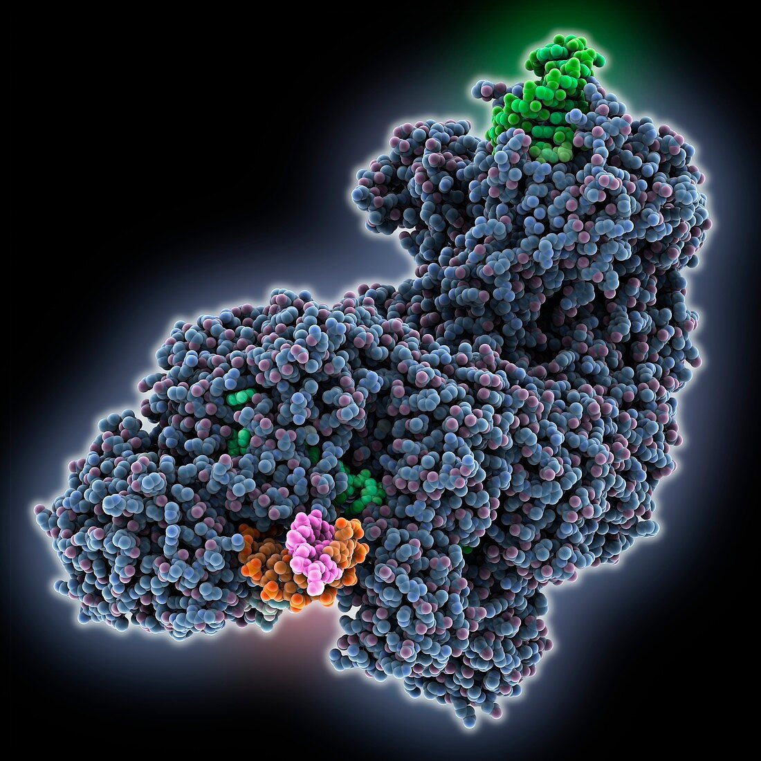 CRISPR RNA-guided surveillance complex, molecular model