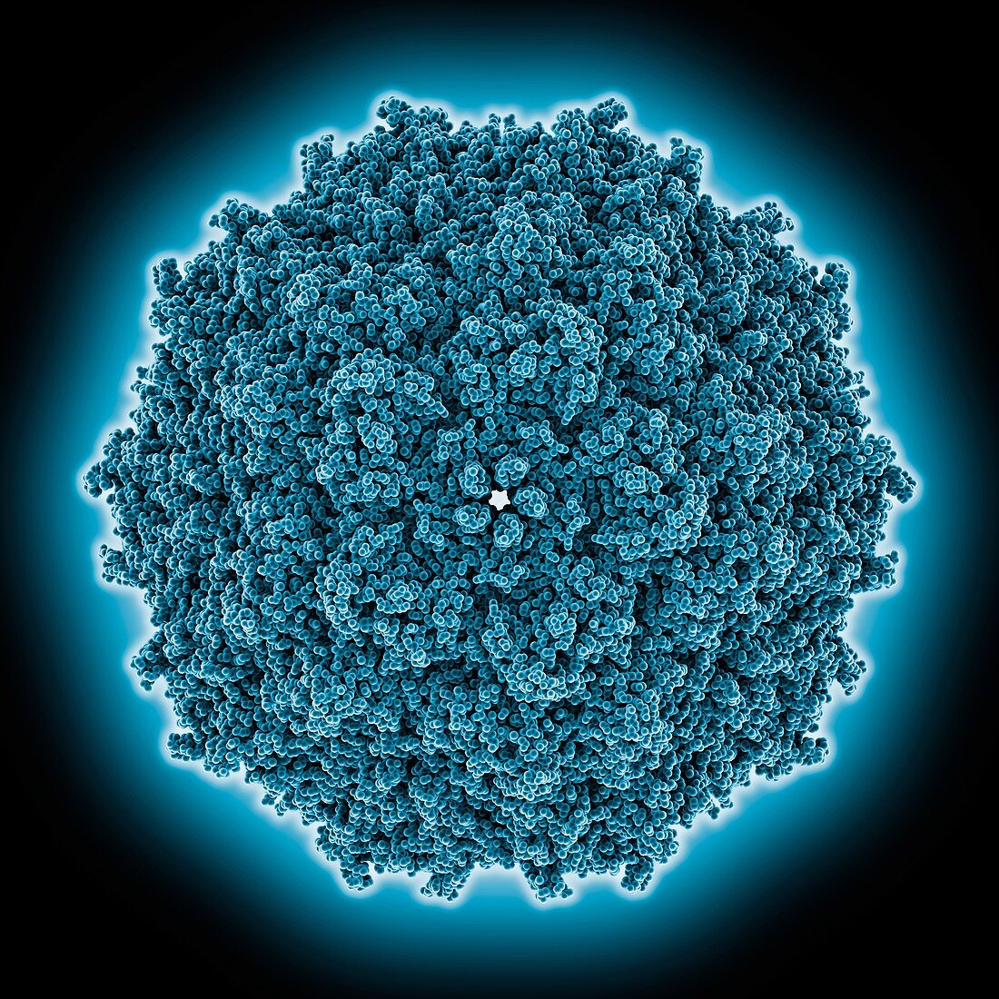 Human bocavirus-4 capsid, molecular model