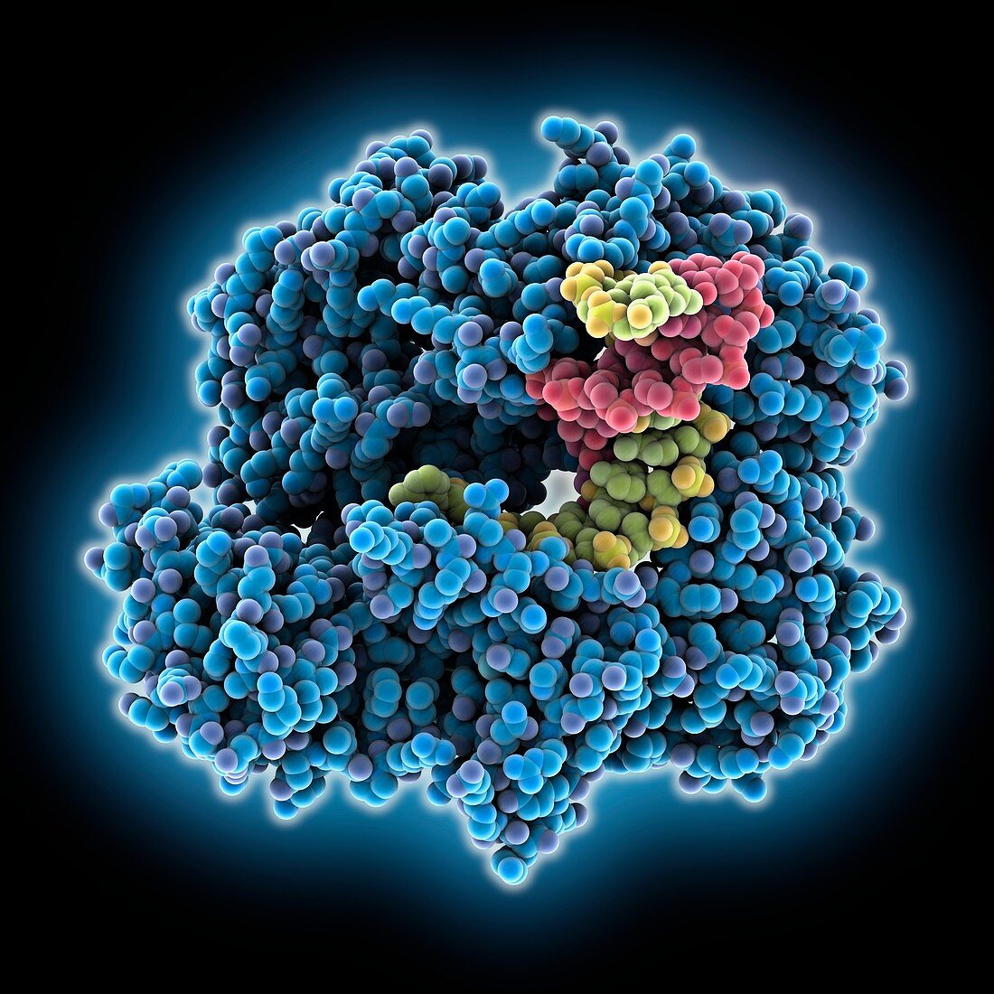 TNA polymerase complexed with DNA TNA, molecular model
