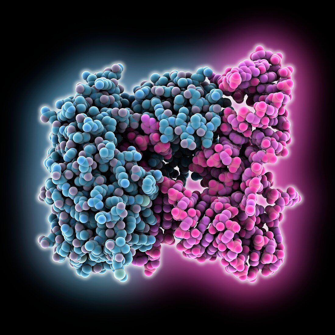 Methyltransferase-tRNA complex, molecular model