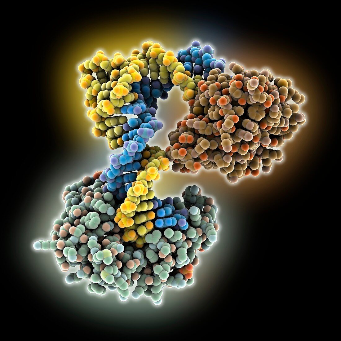 DNA repair complex, molecular model