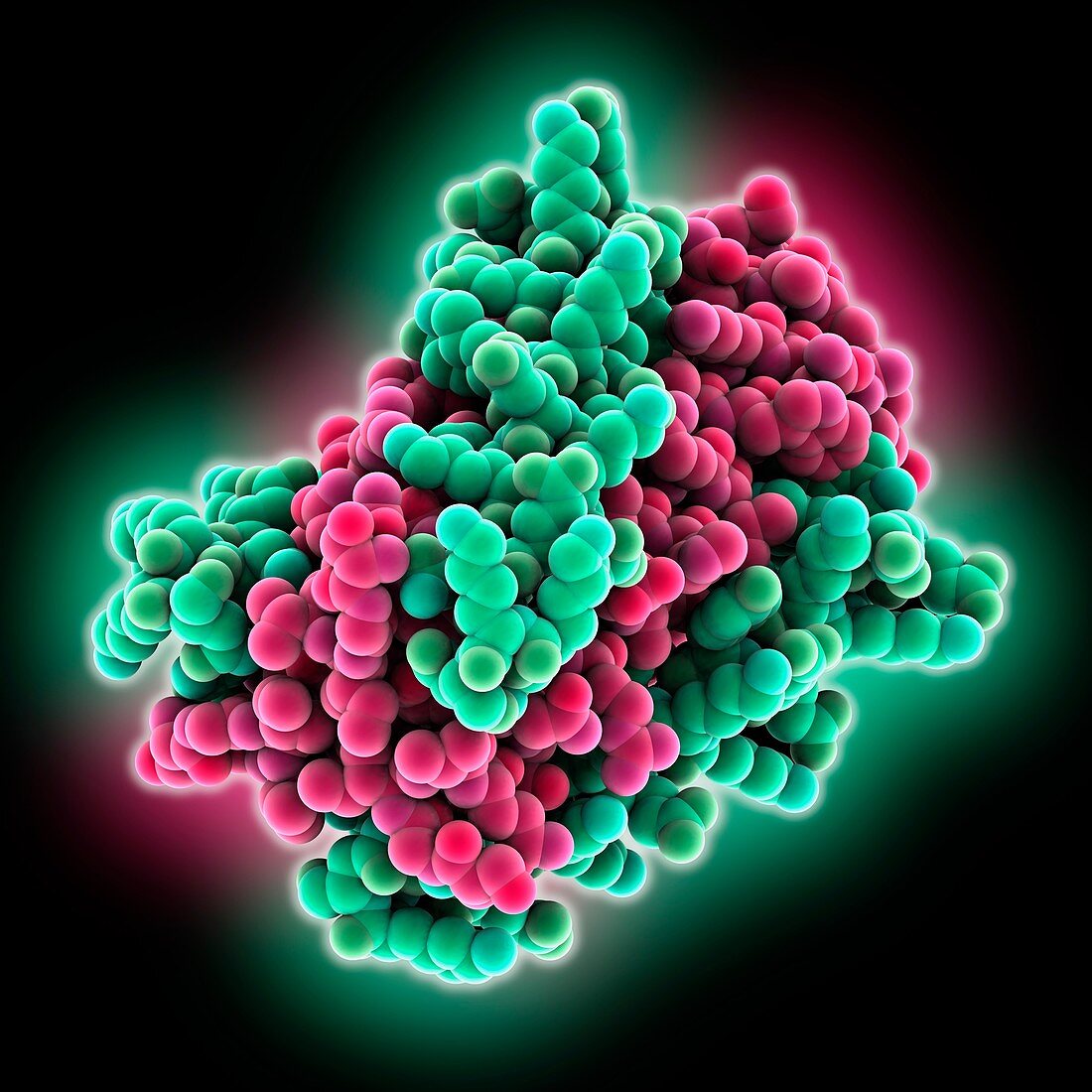 HIV-1 fusion inhibitor complex, molecular model