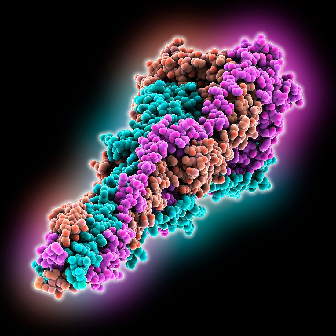 Coronavirus spike glycoprotein, molecular model
