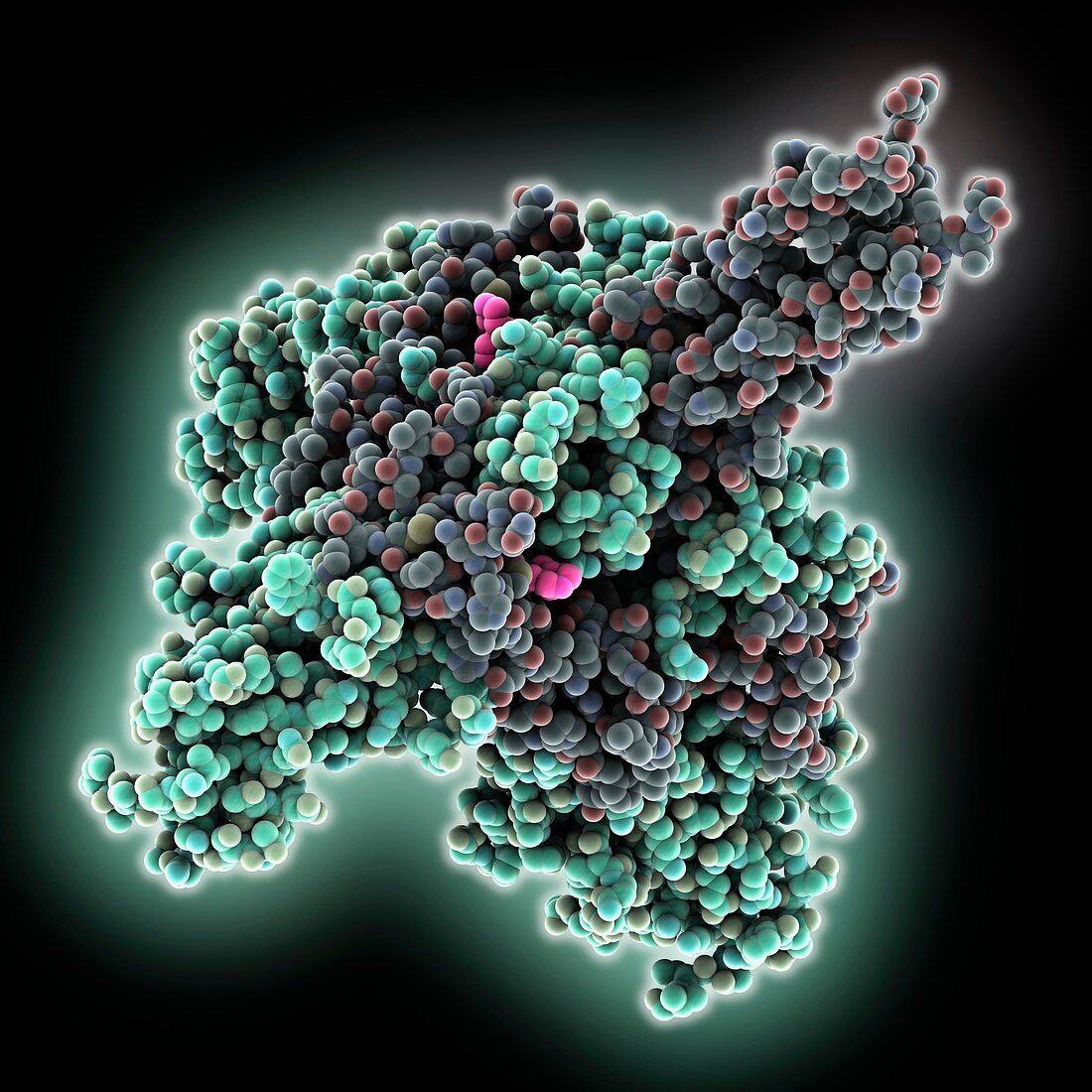 Ebola virus glycoprotein complex, molecular model