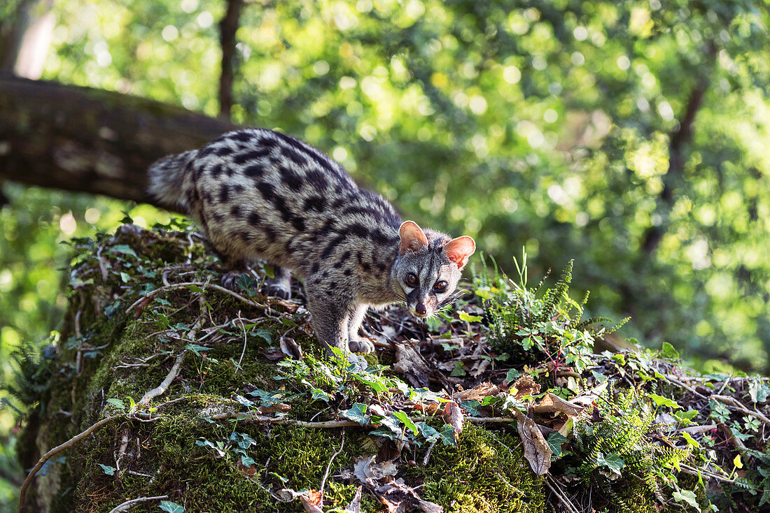 Common genet