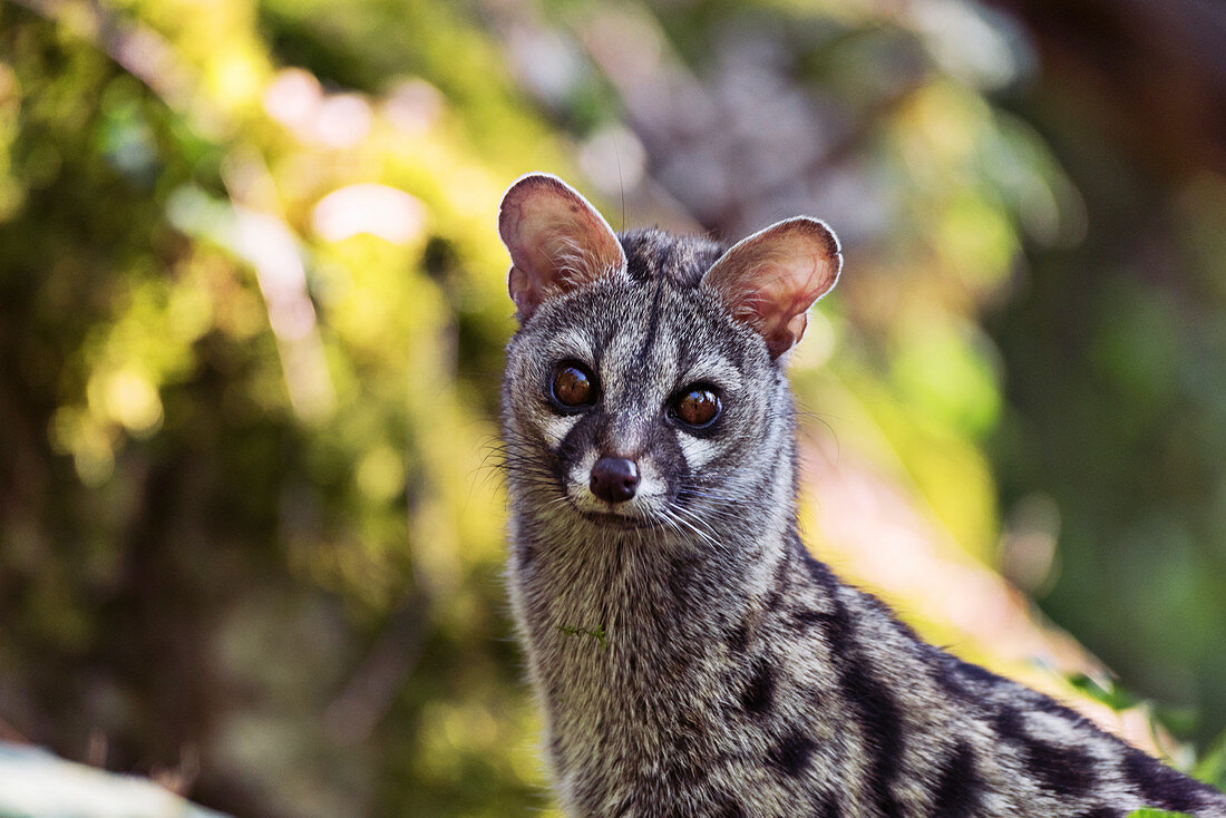 Common genet