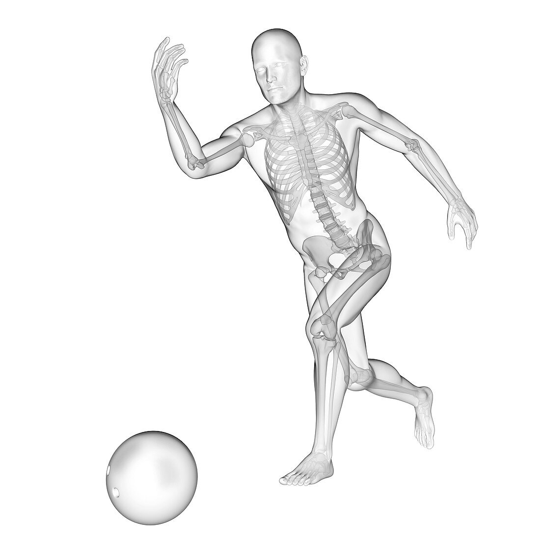 Person bowling, skeletal structure, illustration