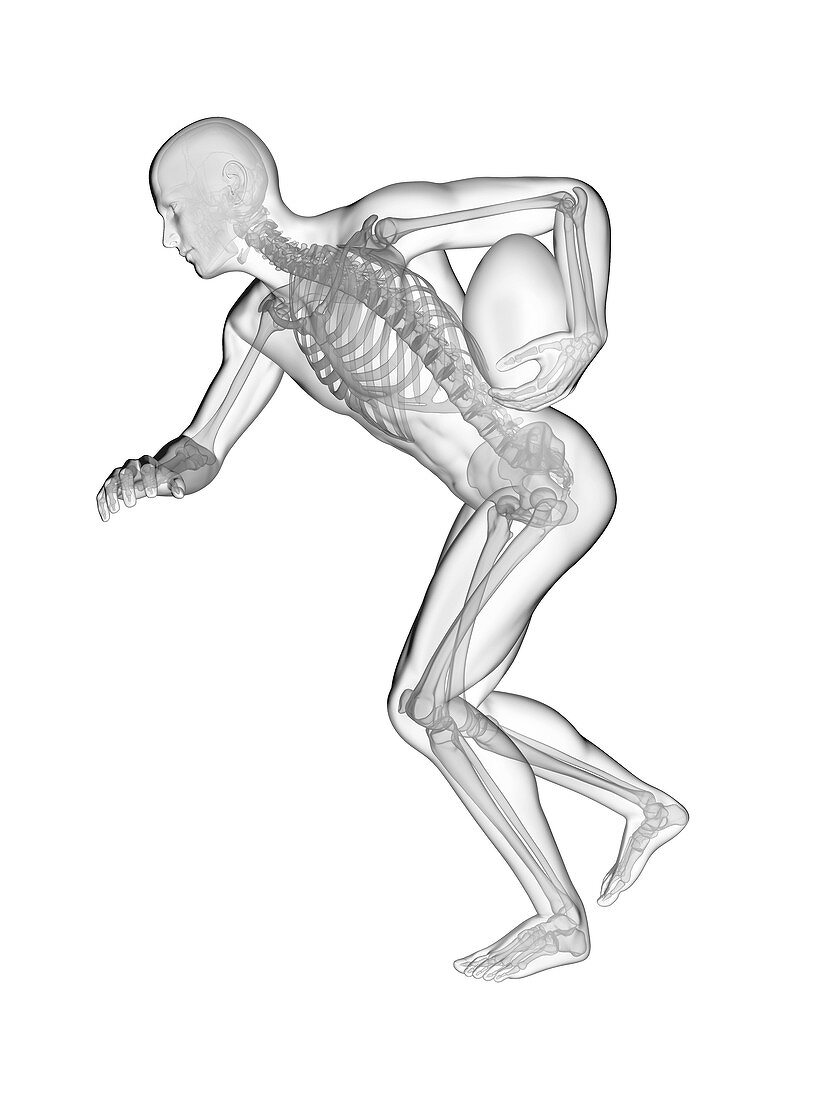 Rugby player's skeletal system, illustration