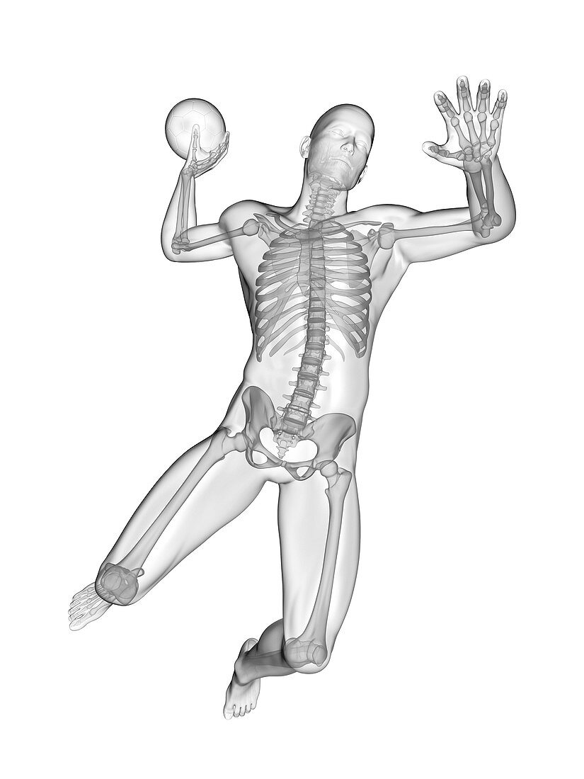 Handball player's skeletal system, illustration