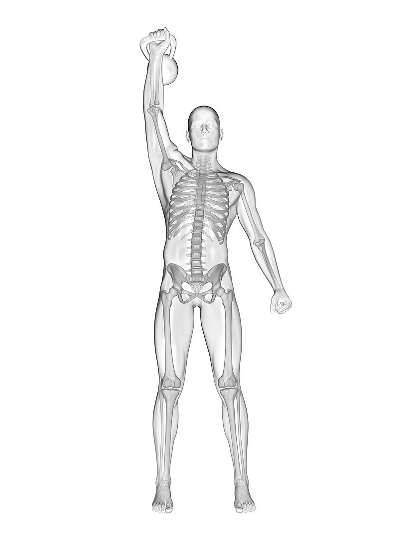 Person lifting kettle bell, skeletal system, illustration