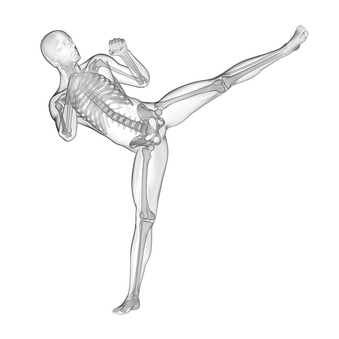 Person kick boxing, skeletal system, illustration
