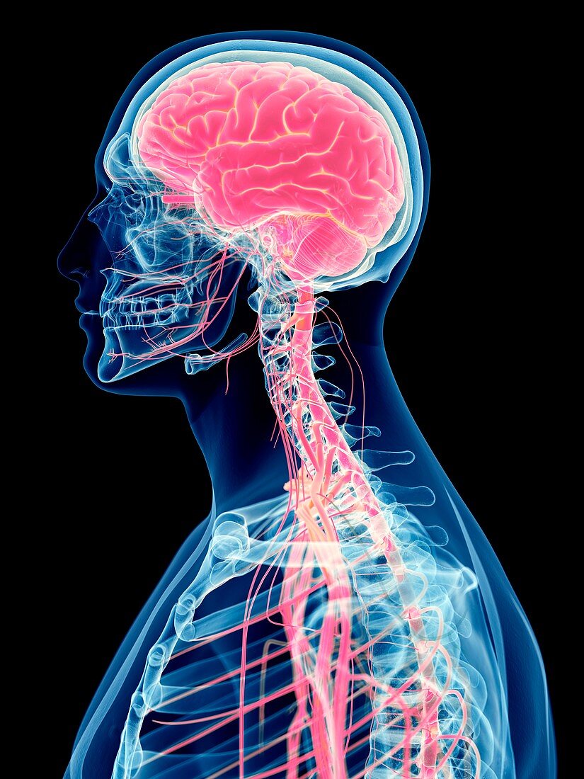Human brain and nervous system, illustration