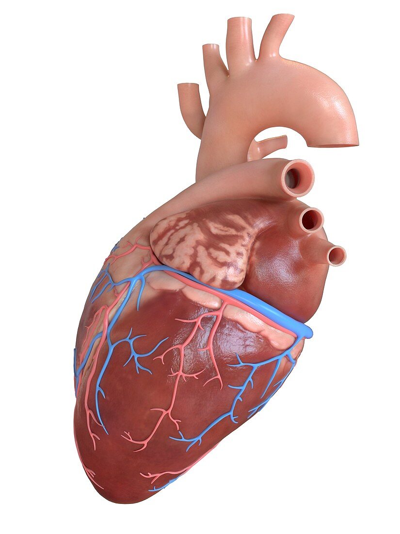 Human heart coronary veins and arteries, illustration