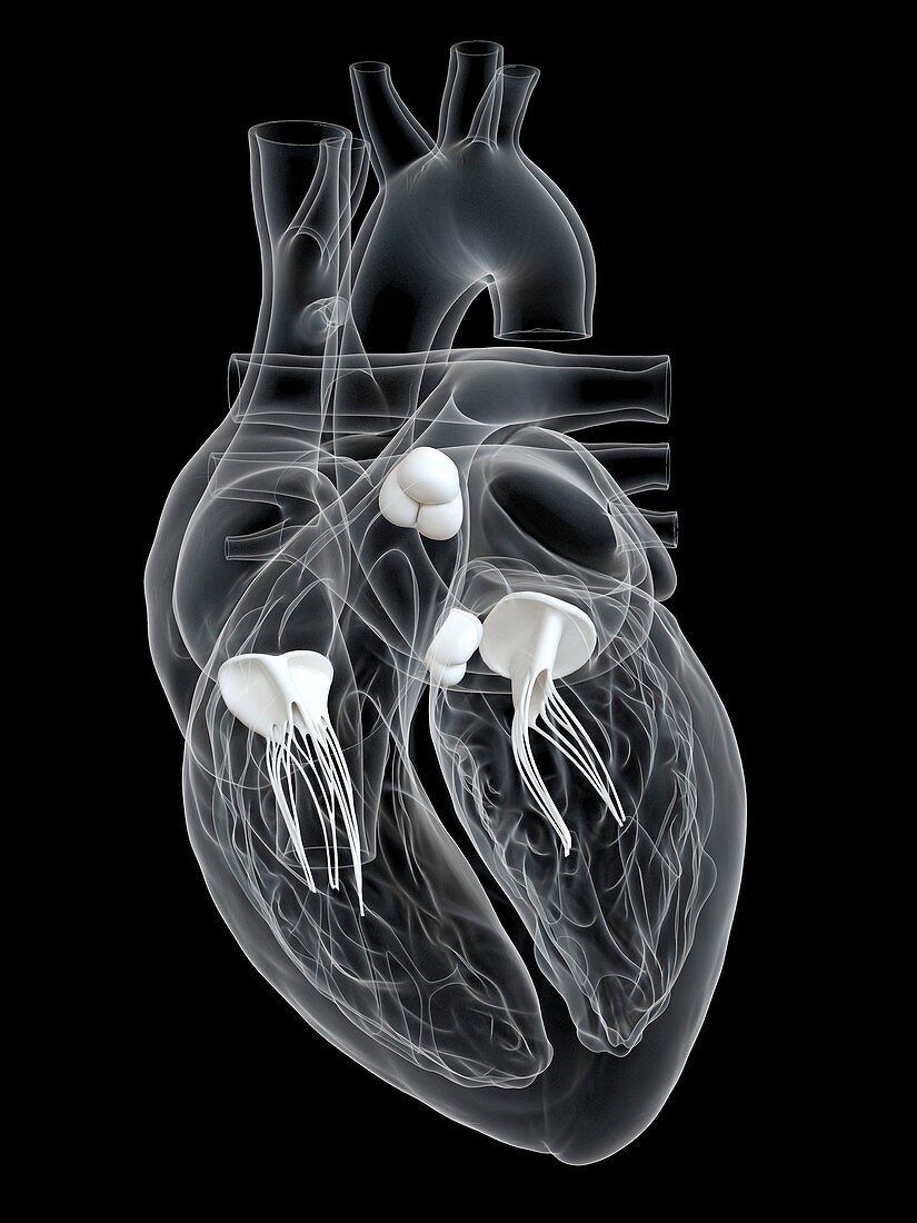 Human heart valves, illustration