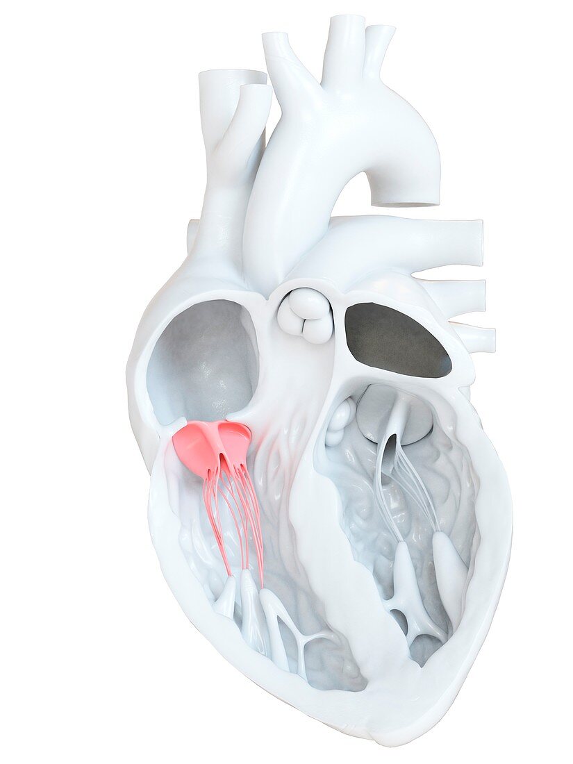 Human heart tricuspid valve, cross section illustration