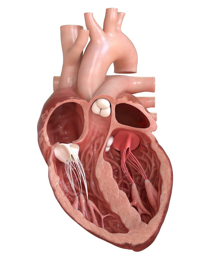 Human heart valves, cross section illustration