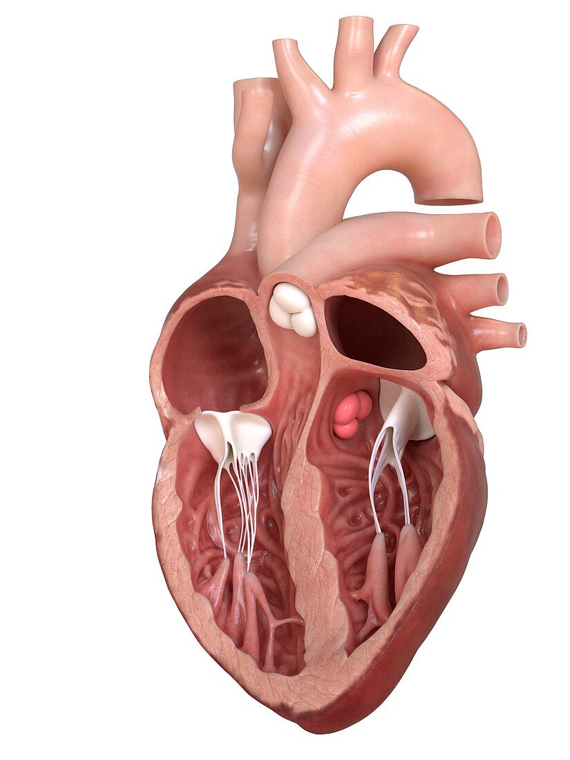 Human heart valves, cross section illustration