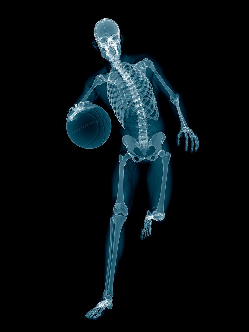 Basketball player's skeletal structure, illustration