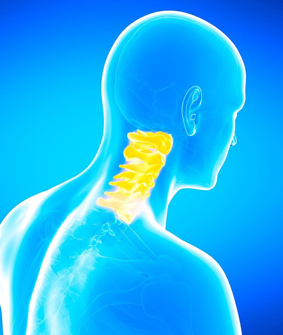 Human cervical spine, illustration