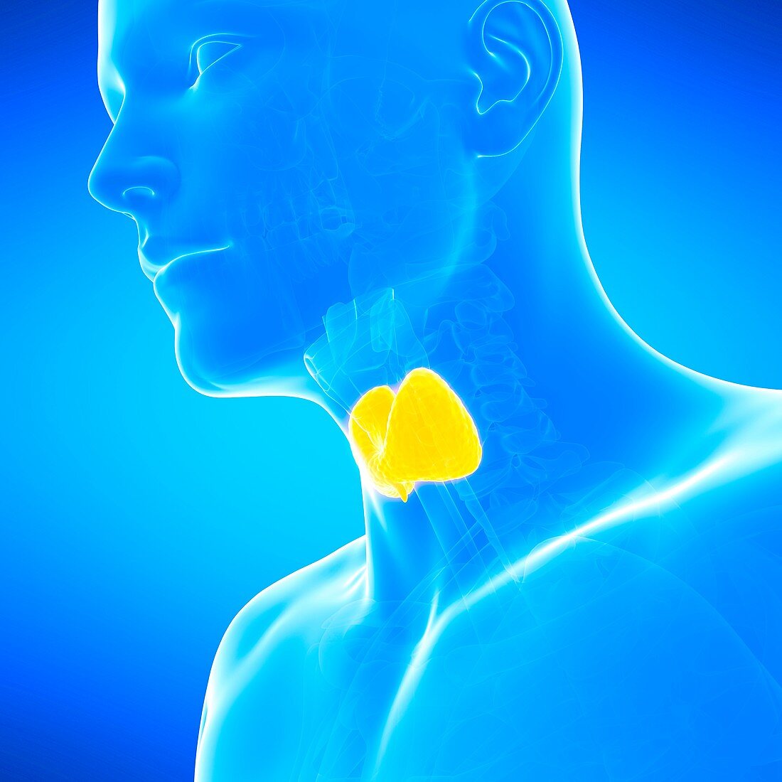 Human thyroid gland, illustration