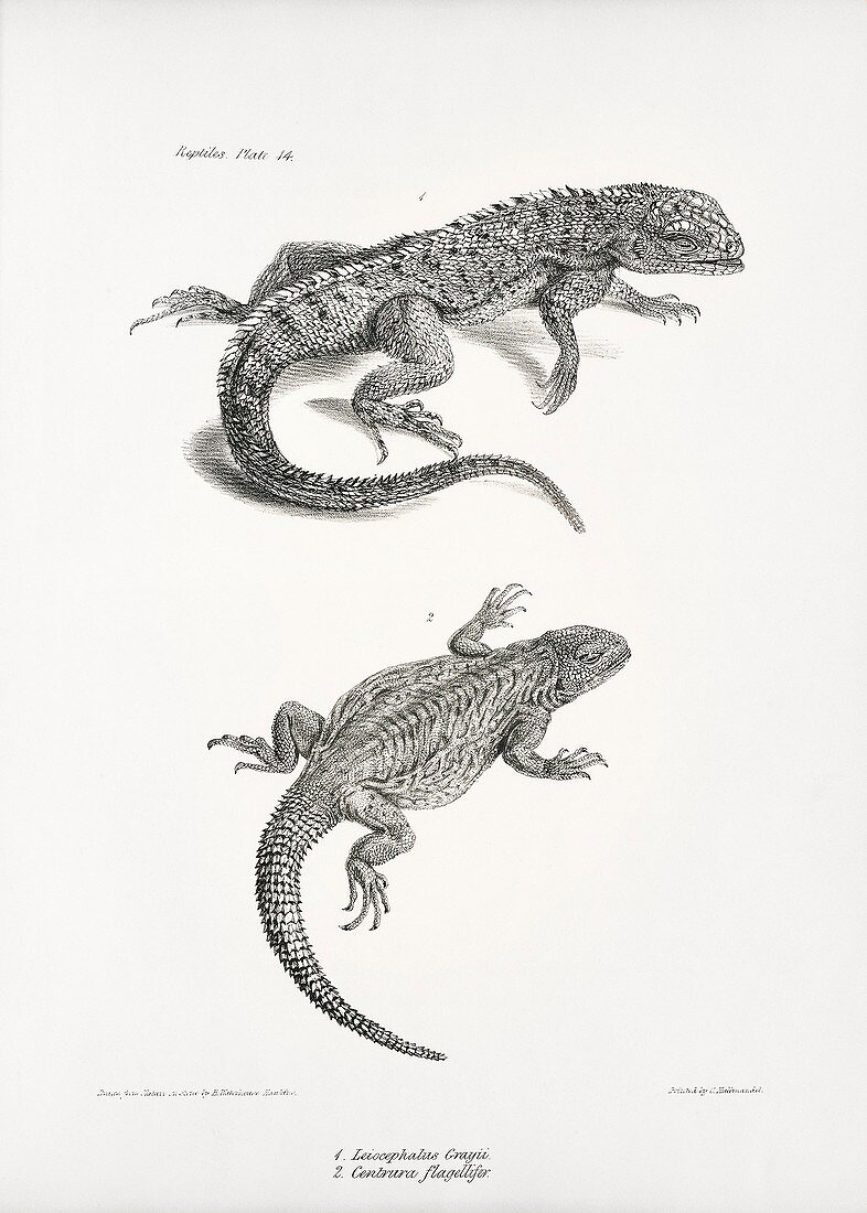Galapagos and South American lizards, 19th century