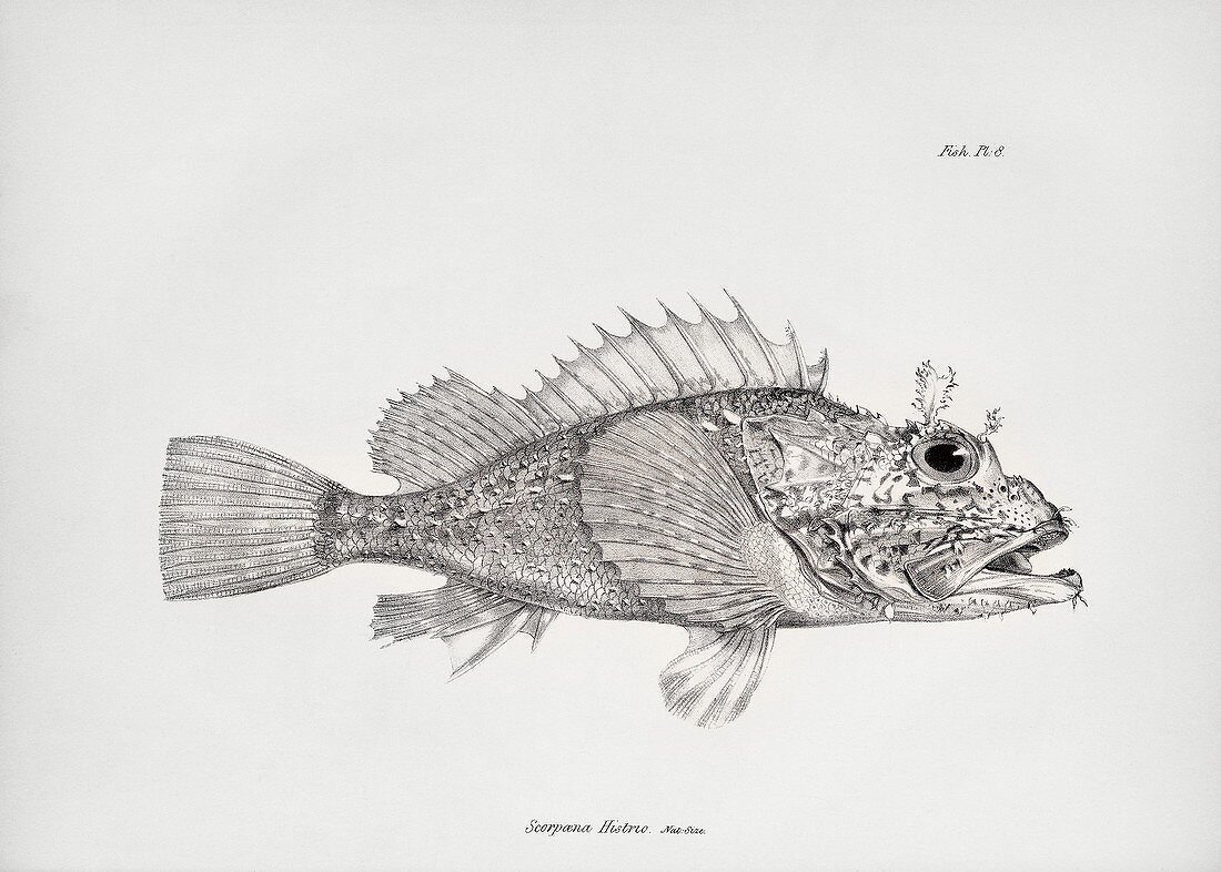 Player scorpionfish, 19th century