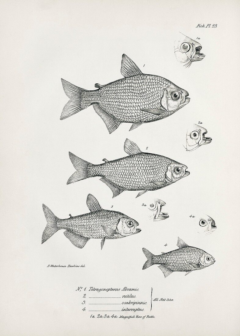 South American freshwater fish, 19th century