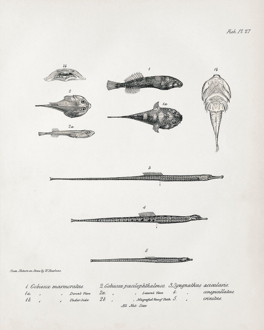 Clingfishes and pipefish, 19th century