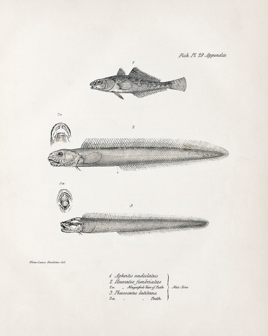South American coastal fish, 19th century